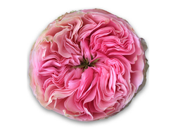 Наши новинки на весну 2026 г.