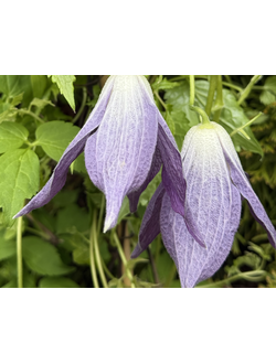 Княжик Orion (Орион), контейнер р9, 4л