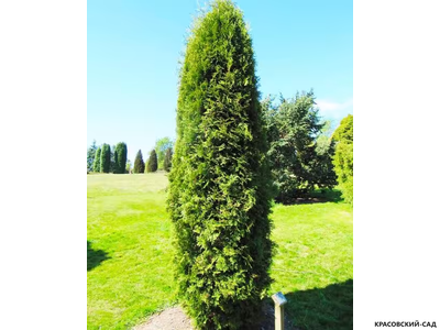 Туя Малониана