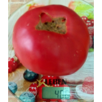 Томат Кубанский домашний розовый