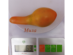 Томат Мила (Mila)
