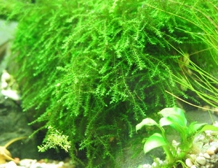 Мох Бабл (Bubble moss)