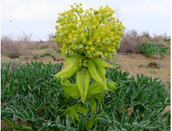 Асафетида (Ferula assa-foetida) 1гр - 100% натуральное эфирное масло