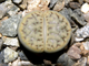 Lithops schwantesii v.urikosensis - 10 семян