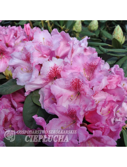 Рододендрон Claudius