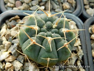 Gymnocalycium bruchii v. niveum VG 536