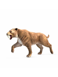 динозавры Саблезубый тигр