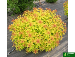 Спирея японская  "Голд принцесс"