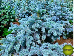 Ель колючая "СУПЕР БЛЮ" (саженец 40-50 см)