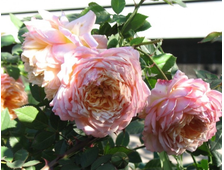 Шарль дэ Нерво (Charles de Nervaux) роза, ОКС