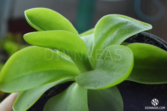 Pinguicula Tina