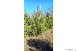 Сосна крымская Черная (Pinus nigra) – фотография летом - красовский-сад.рф