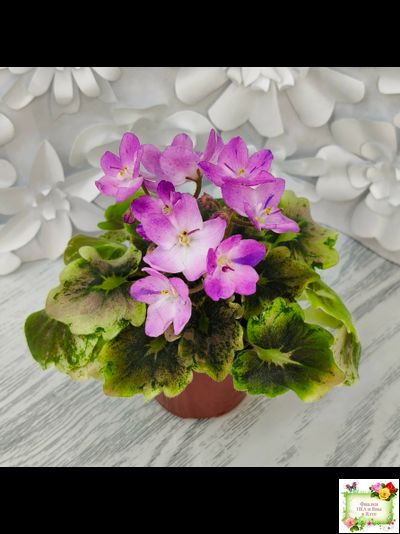 АВ-Почемучка (Фиалковод) 2020 г. (гёрл-листья с кроновой пестролистностью)