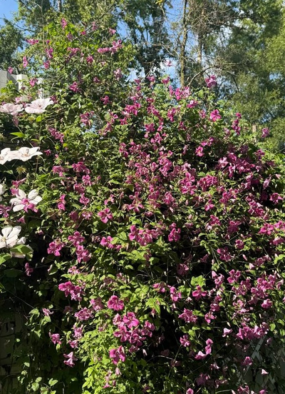 Клематис Краковяк в контейнере р9, 2л