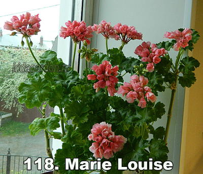 Пеларгония Marie Louise