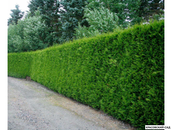 Туя Брабант идеальный забор - Красовский-Сад.рф