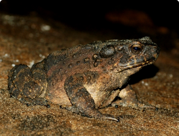 Порно колготкидегі жетілген әйелдер