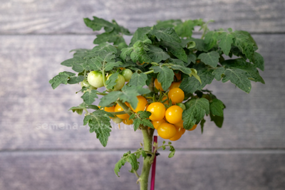 Томат Liliput Yellow (Желтый Лилипут), 10 шт