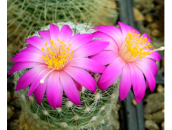 Mammillaria deherdtiana - 5 семян