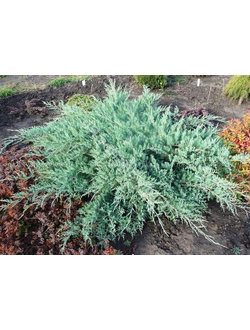 Можжевельник виргинский Грей Оул, С1