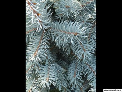 Ель Хупси - Hoopsii