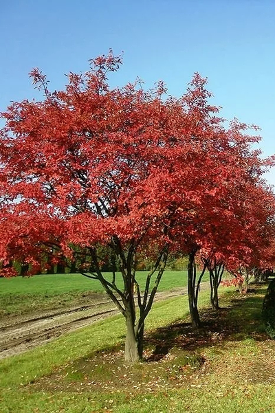 Ирга канадская Ламарка
