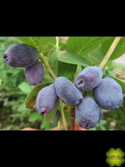 Жимолость "СЕРДЦЕ ГИГАНТА" (очень крупная, не осыпается)