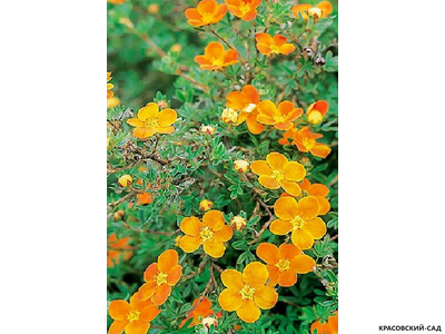 Лапчатка кустарниковая Оранж Стар
