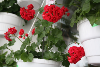 Bernardo - пеларгония  плющелистная - описание сорта, фото - купить черенок в Перми и почтой