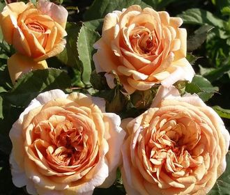 Чарльз Остин (Charles Austin)