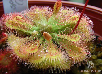 Drosera "Spatulata"