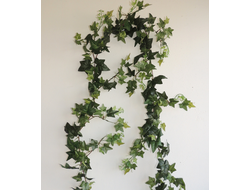 Лиана Плюща  № Л 002