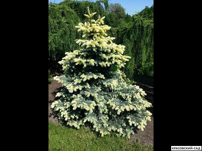 Ель колючая Биалобок - фото в ландшафте - красовский-сад.рф