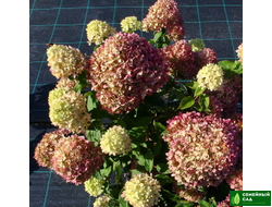 Гортензия метельчатая "Little Lime" (Литтл Лайм)