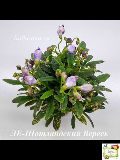 ЛЕ-Шотландский Вереск (Е. Лебецкая) мини трейлер
