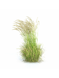 трава Вейник дикий 2