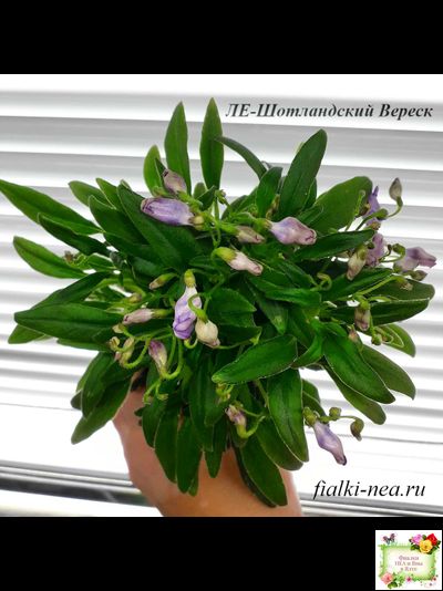 ЛЕ-Шотландский Вереск (Е. Лебецкая) мини трейлер