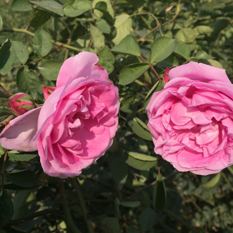 Роза столистная (Centifolia) Абсолю 1 г