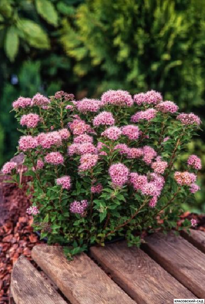 Спирея японская Мерло Нана