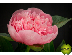 ПИОН "ЭТЧЕД СЭЛМОН" травянистый (АРОМАТ ЛИМОНА) зимовавший саженец