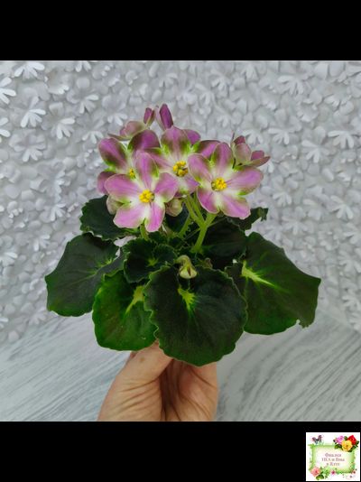 RIV-Амнезия (И. Растегаева) 2024 г. (лист посажен 05.11.25)