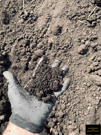 чернозем в Калининграде
