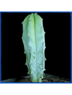 Myrtillocactus geometrizans