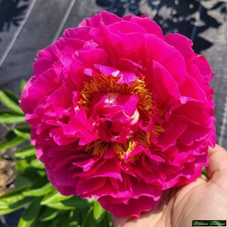 Paeonia Goody