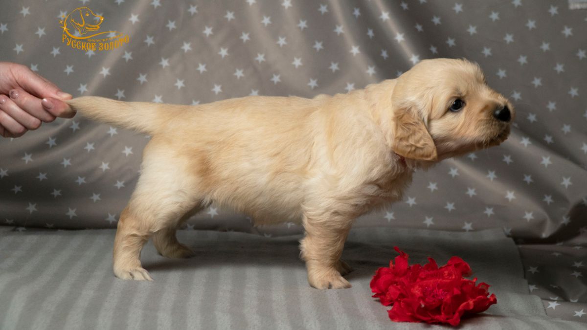 РЗ Шарма Таис, девочка красная ленточка, 1 месяц