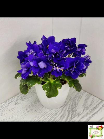 Star Wars (Baker) (пестролистный гёрл)