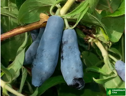 Жимолость "Морена"