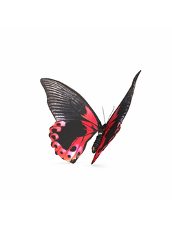 насекомые Бабочка butterfly 2