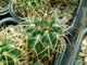 Gymnocalycium rhodantherum VG-223 (D=30-35 mm)