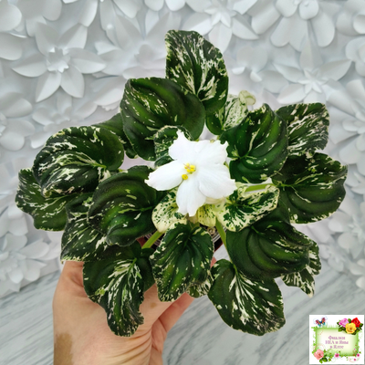 LV-Зюзя (Л. Шевелева) 2025 г. трейлер (клакамас пестролистный)